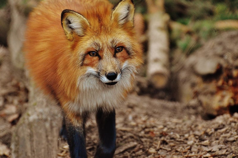 renard